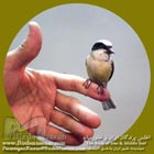 چرخ ریسک پشت بلوطی
